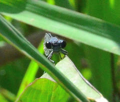 Pseudagrion salisburyense