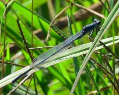 Pseudagrion salisburyense