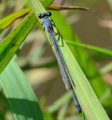 Pseudagrion salisburyense