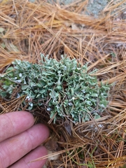 Cladonia turgida