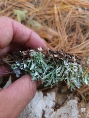 Cladonia turgida