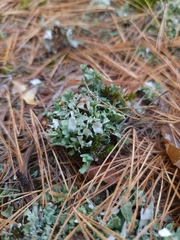 Cladonia turgida