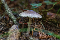 Leucoagaricus roseilividus
