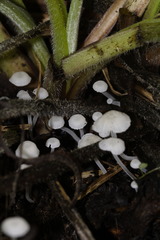 Hemimycena candida