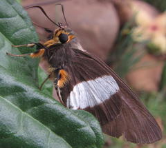 Coeliades forestan forestan