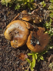 Suillus pseudobrevipes