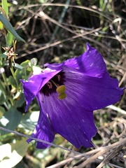 Eustoma russellianum