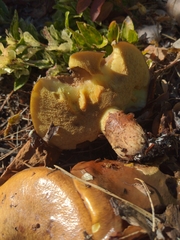 Suillus pseudobrevipes