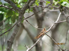 Austracris basalis