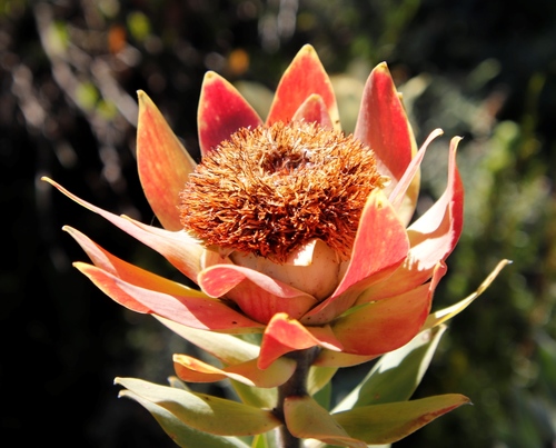 Image of Leucadendron daphnoides by (c) Tony Rebelo, some rights reserved (CC BY-SA)