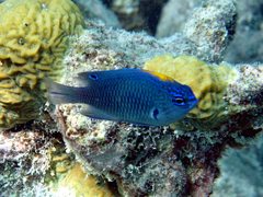 Indian Damsel photo 3