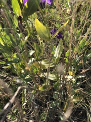 Eustoma russellianum