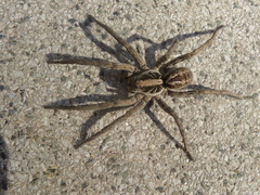 Schizocosa malitiosa