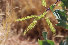 Grevillea dimidiata