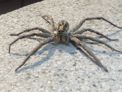 Schizocosa malitiosa