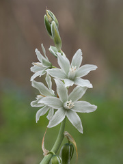 Ornithogalum nutans