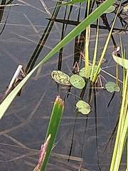 Polypedilum braseniae