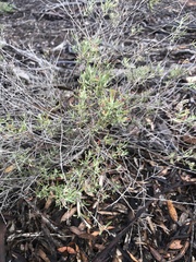 Chenopodium wilsonii