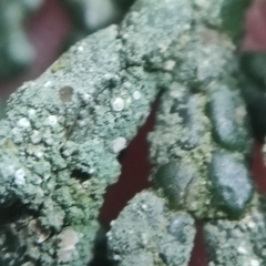 Fellhanera bouteillei