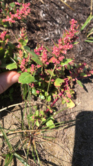 Chenopodium macrospermum