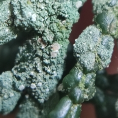 Fellhanera bouteillei