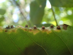 Caryomyia striolacrustum