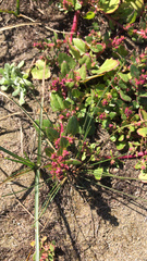 Chenopodium macrospermum