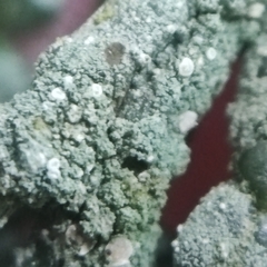 Fellhanera bouteillei