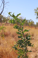 Grevillea dimidiata