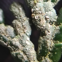 Fellhanera bouteillei