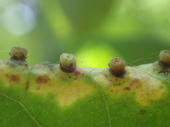 Caryomyia striolacrustum