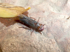 Molomea lineiceps