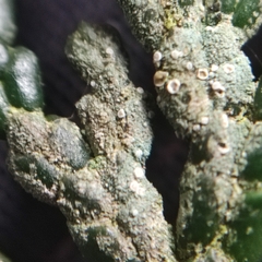 Fellhanera bouteillei