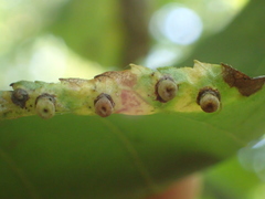 Caryomyia striolacrustum