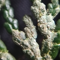 Fellhanera bouteillei