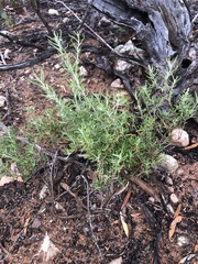 Chenopodium wilsonii