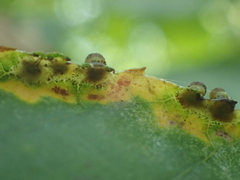 Caryomyia striolacrustum