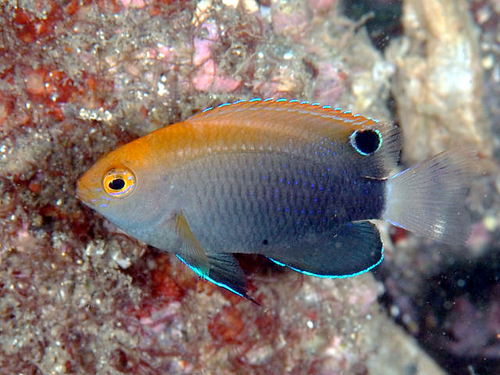 Whitetail Damsel