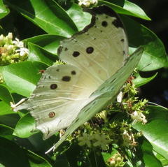 Protogoniomorpha parhassus