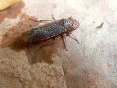 Molomea lineiceps