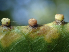 Caryomyia striolacrustum