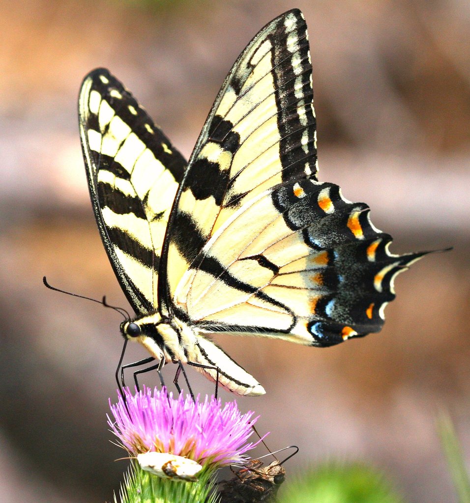 Eastern Tiger Swallowtail (Butterflies and Skippers of GSMNP) · iNaturalist