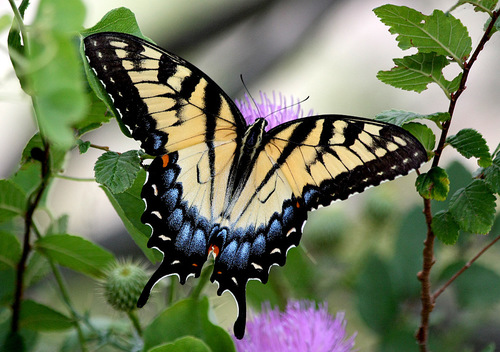 Eastern Tiger Swallowtail (Butterflies and Skippers of GSMNP) · iNaturalist