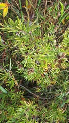 Diphasiastrum complanatum