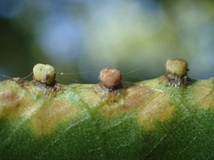 Caryomyia striolacrustum