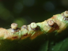 Caryomyia striolacrustum