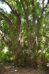 Ficus salicifolia