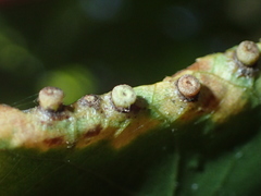 Caryomyia striolacrustum