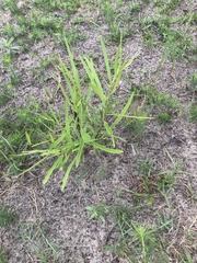 Asimina angustifolia