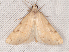 Hemeroplanis rectalis